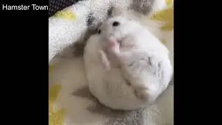 Interesting With The Way the Hamster's hygiene