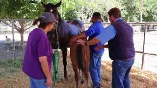 Creating a Maternal Bond for orphan foals