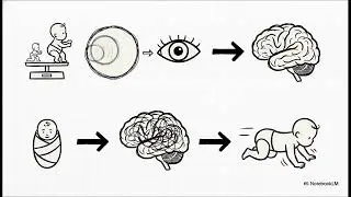 Highlights of Physical Growth:  Birth through Adolescence