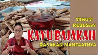 KAYU BAJAKAH................. BANYAK MANFAATNYA UNTUK KESEHATAN