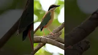 Indian Pitta Call  #birds  #wildlife #nature #birdphotography #nikon #lumix  #wildlifefilmmaking