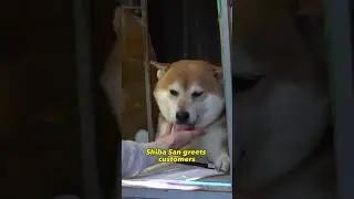 This Shiba Inu Runs Its Own Shop in Japan 😍😍