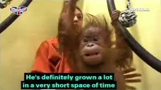 Monkey life 16 tv series english subtitles