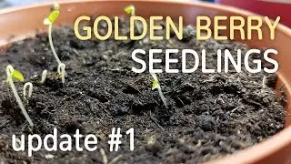 Golden Berry Seedlings Update #1 | Growing Cape Gooseberry from Seed - 05.02.2017