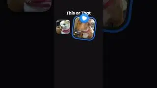 dog filter,