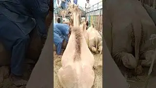 camel sounds style