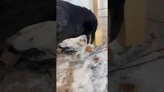 #raven #воронгоша #birds #commonraven #ravenbird