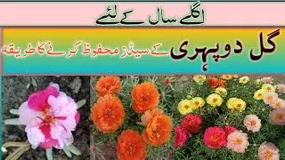 گل دوپہری کے سیڈز محفوظ کرنے کا آسان طریقہ How To Save Portucla Seeds | Home Gardening