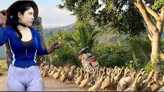 Full:Video Duck Truck to the Rice Field | Journey Back to the Green Fields