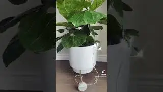 FIDDLE LEAF PLANT MUSIC! This music is made from the energy of this Fiddle Leaf! What do you think?!