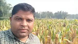 মোৰ খেতিৰ মাকৈ কাটিব পৰা হ'ল। মাকৈ খেতি আগতিয়াকৈ কৰিলে দাম পাব পাব। 