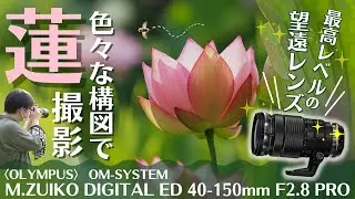 OM SYSTEM ED40-150mm F2 8 PRO望遠レンズで蓮(ハス)の花撮影 &レンズレビュー！