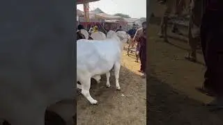 Giant White Bull #cow #cattleworld #qurbani #bull #bullfarm #animals