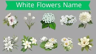 10 White Flowers Names In English | Flowers Name in English With Pictures | 10 Flowers Vocabulary