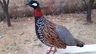 Kala teetar ki awaz | black francolin partridge voice | काला तीतर की मस्ती