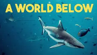 A World Below | Cinematic - Maldives, South Ari Atoll