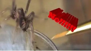 Как НЕ следует переселять и содержать тарантулов!!!!!!!