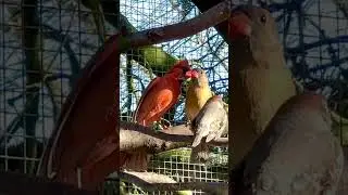 Cardinal Sounds - Northern Red Cardinal male Singing | Bird Sounds