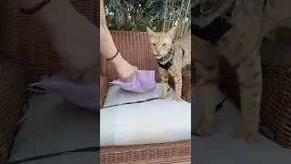 F5 Savannah Cats Gucci and Exodus with @catladybox 😻🥰