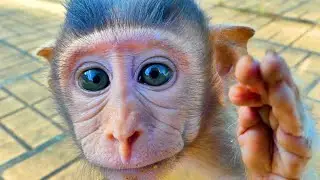 Hey..! Hello, baby monkey BELA.