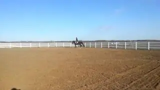 Onyx: 17.1 h Big Beautiful Black Percheron Cross.