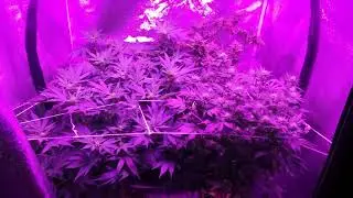 Harvesting Tijuana Sativas + 3x3 update!!