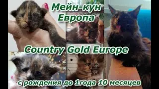 Жизнь с Мейн-куном с рождения до двух лет Европа / Евра / Country Gold Europe