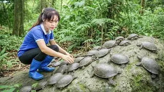 Capturei Muitas Tartarugas-de-Pedra Milenares e Levei ao Mercado – Sobrevivência Autossuficiente