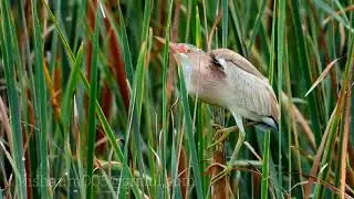 Call of Yellow Bittern