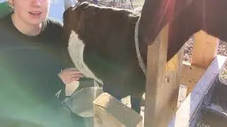 Milking Routine: Mini Nubian Goats