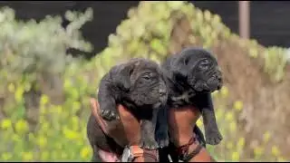 Home breeding cane corso puppy available..7380507596