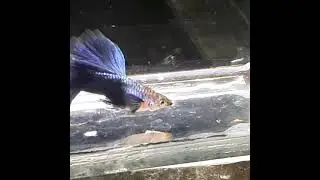 half black blue guppy