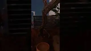 Crested gecko (Jessica) randomly dropping it's tail