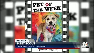 Pet Talk: Meet Scout