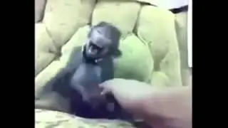 monyet ketawa lucu