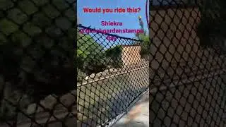 Shiekra @busch gardens Tampa bay off ride footage