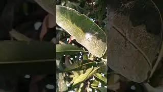 Insect larva #Insect #larva #shorts