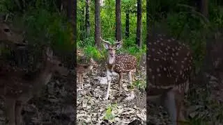 മാനേ മധുര കരിമ്പേ 🤣😆 #deer#wayanad #zayyucreates #shorts#nature #travel #enjoy #babydeer
