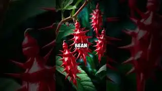 The Most Dangerous Plants You Should Never Touch  #natureandlife #DangerousPlants #ToxicPlants