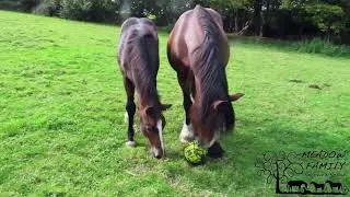 Horse Haynet Ball - Enrichment