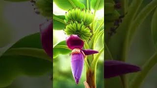 The Life Journey of a Banana Plant | Inspiring Nature Story for Kids