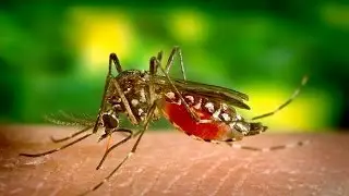 Angola situation could trigger global yellow fever crisis - Red Cross