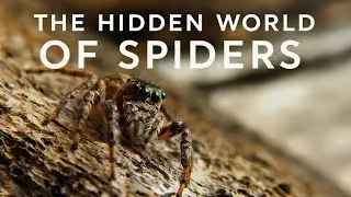 Spiders: Ancient Hunters That Rule the Earth 🕷️🌍