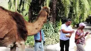 Camel Safari Park - La Baranda