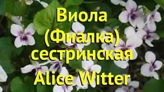 Виола сестринская Элис Виттер. Краткий обзор, описание viola sororia Viola Alice Witter