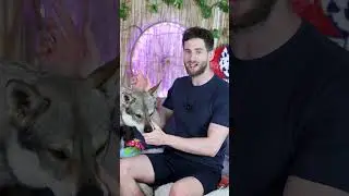 El perro lobo 🐺 (el mismo) 👀