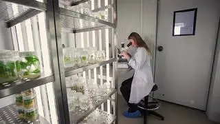 Do Mosto &agrave; Noz Pec&atilde;