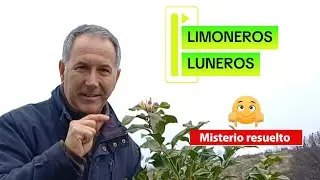 ❄️🍋 La LUNA y los LIMONEROS LUNEROS: mito, tradición y realidad