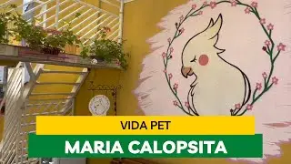 Brinquedos, Viveiros e Acessórios Essenciais para sua Calopsita | Dicas para Enriquecimento