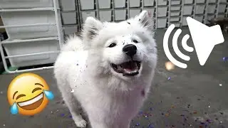 SAMOYED PUPPY REACTS TO FUNNY NOISES!!